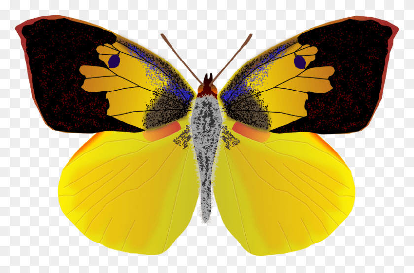 800x508 Medium Image California Dog Face Butterfly, Ornament, Pattern, Animal Descargar Hd Png