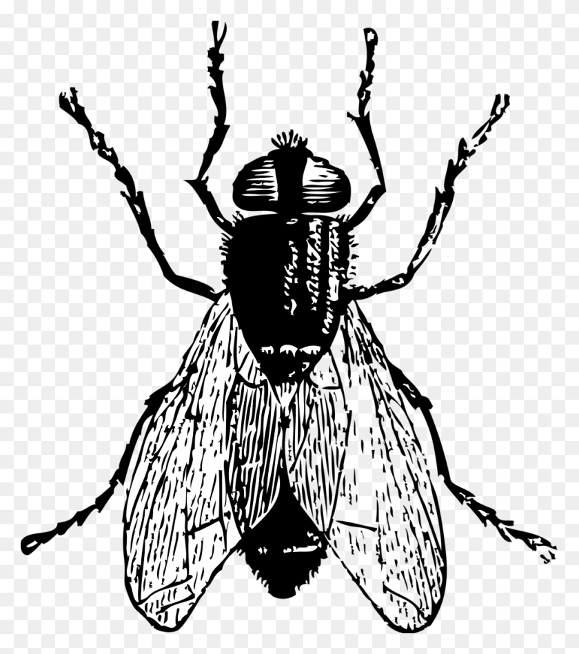 958x1092 Medium Image Fly Black And White, Insect, Invertebrate, Animal HD PNG Download