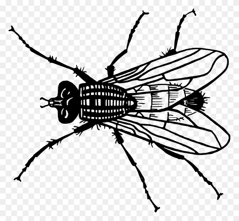 800x736 Medium Image Fly Insect Drawing, Gray, World Of Warcraft HD PNG Download