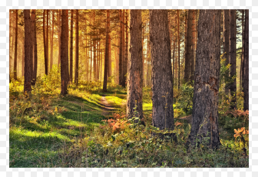 800x532 Medium Image Forest Pictures Non Copyrighted, Vegetation, Plant, Woodland HD PNG Download