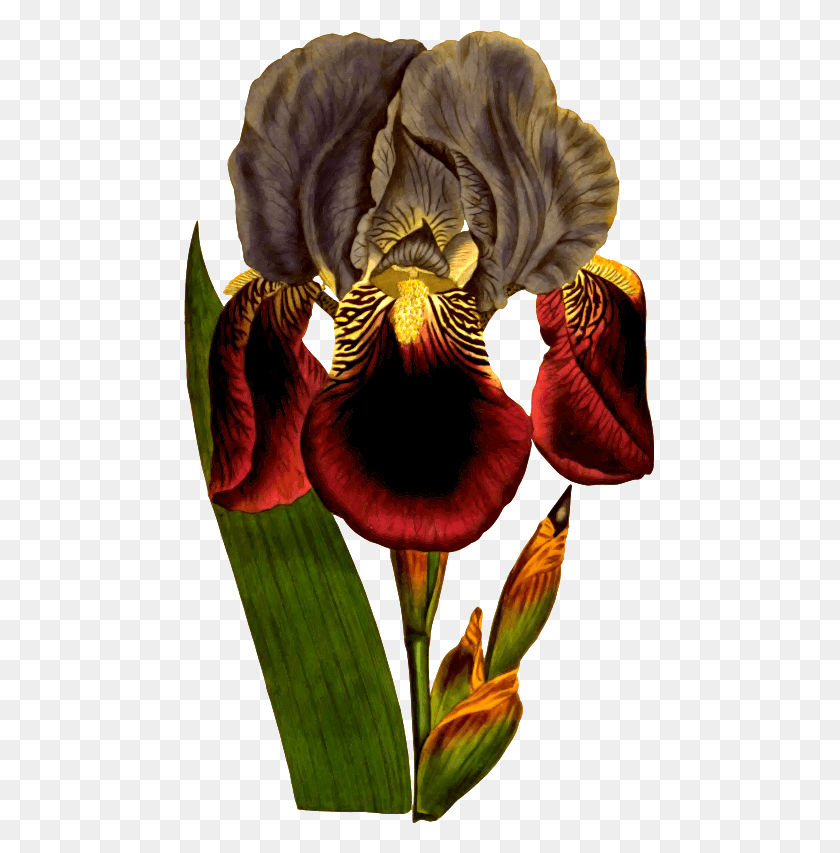 471x793 Medium Image Iris, Flower, Plant, Blossom HD PNG Download