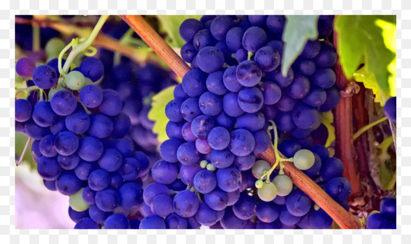 800x451 Medium Image Purple Grapes, Plant, Fruit, Food HD PNG Download