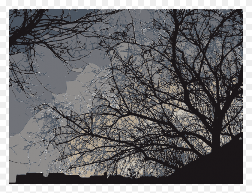 800x601 Medium Image Silhouette, Tree, Plant HD PNG Download