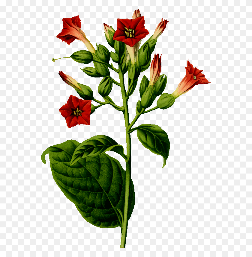 567x799 Medium Image Tobacco Plant, Flower, Blossom, Acanthaceae HD PNG Download