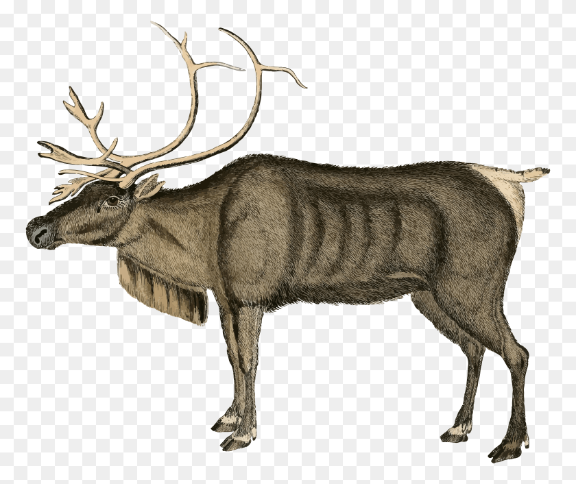 766x646 Medium Image Vintage Moose Illustration Christmas, Elk, Deer, Wildlife HD PNG Download