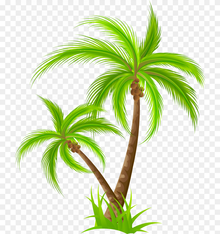728x893 Medium Size Of Christmas Tree Palm Tree Palm Tree, Plant, Leaf, Vegetation Clipart PNG