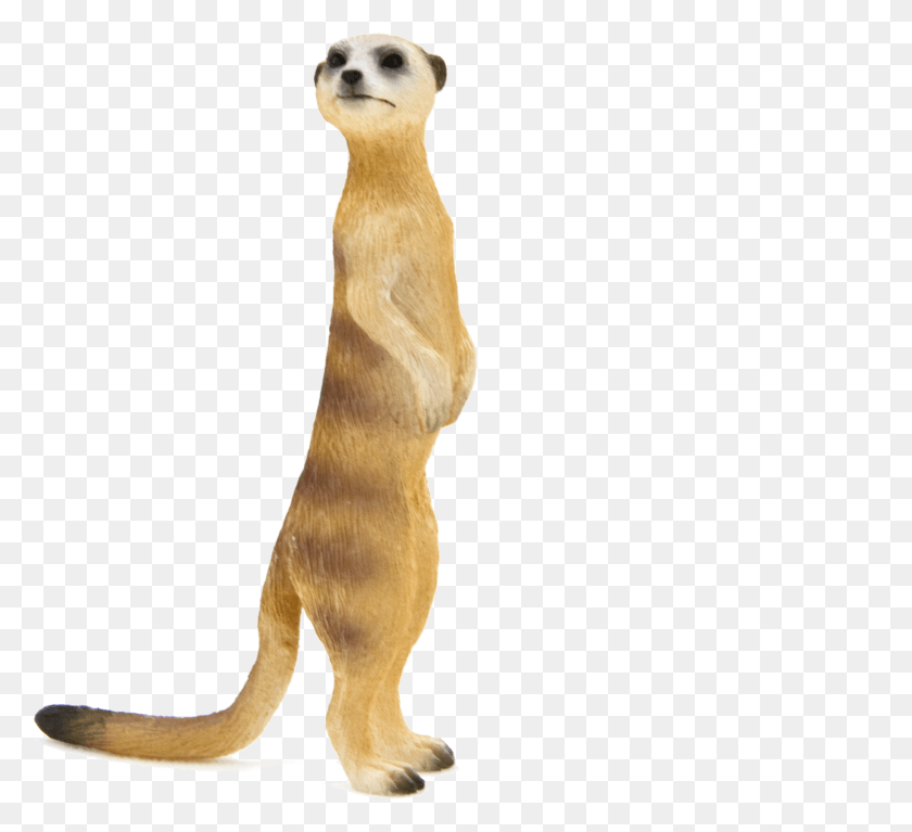 2291x2077 Meerkat, Mammal, Animal, Wildlife HD PNG Download