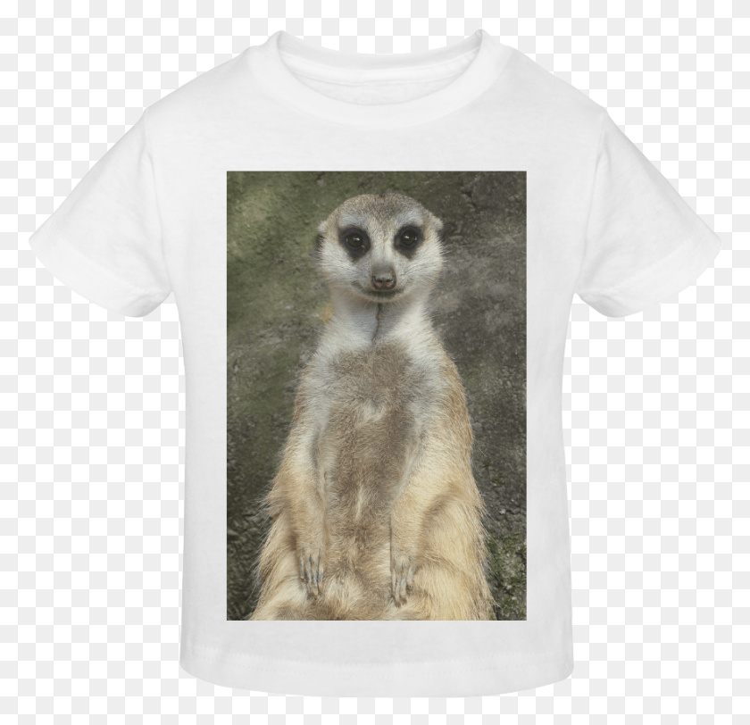 878x847 Suricata Png / Ropa Png