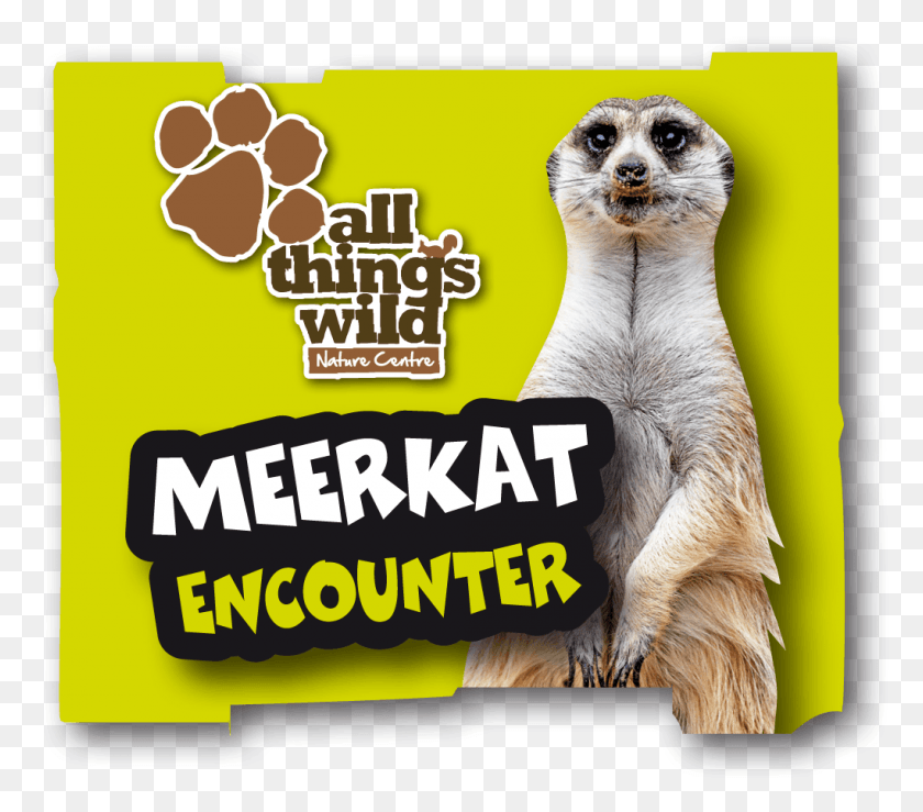 1020x889 Meerkat Encounter Meerkat, Mammal, Animal, Dog HD PNG Download