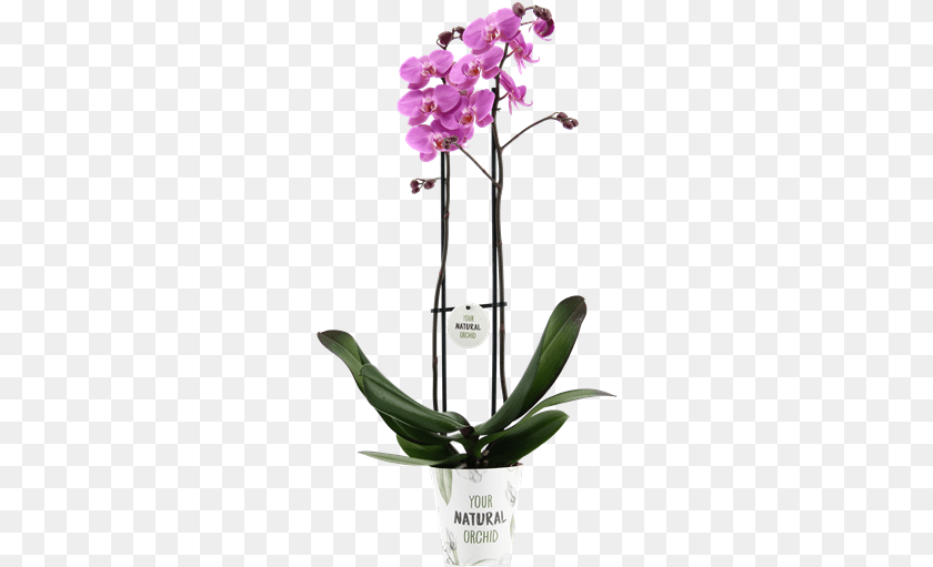 Meet Our Las Palmas Orchids, Flower, Flower Arrangement, Plant, Orchid Sticker PNG
