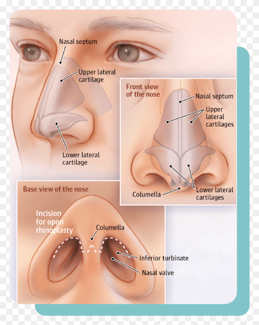1145x1459 Meet With Dr Anatomy Of The Nose Rhinoplasty, Ear, Skin, Piercing Descargar Hd Png