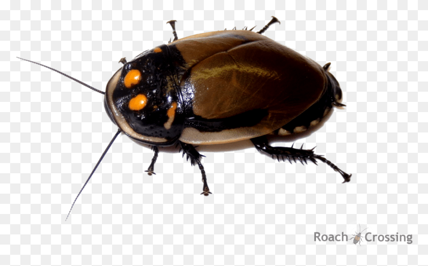 998x592 Mega Glowspot Roach 5 Horned Rhinoceros Beetle, Insect, Invertebrate, Animal HD PNG Download