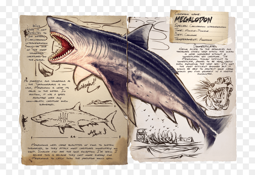 720x518 Megalodon Megalodon Ark, Fish, Animal, Sea Life HD PNG Download