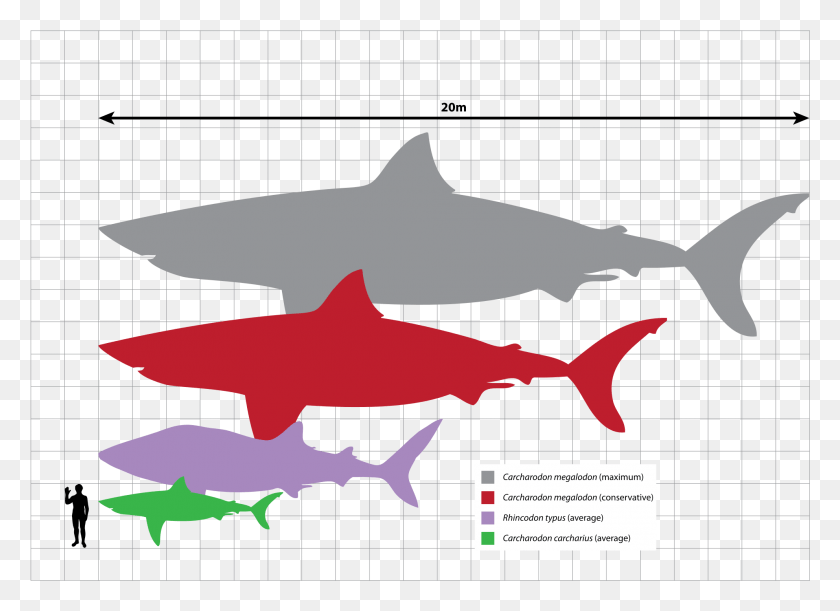 1984x1403 Megalodon Scale, Shark, Sea Life, Fish HD PNG Download