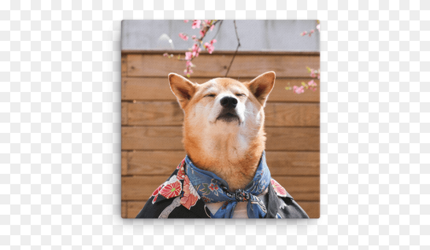 432x429 Mensweardog Cherry Blossom Canvas Ch Ch Lm Ngi Mu Nh, Dog, Pet, Canine HD PNG Download