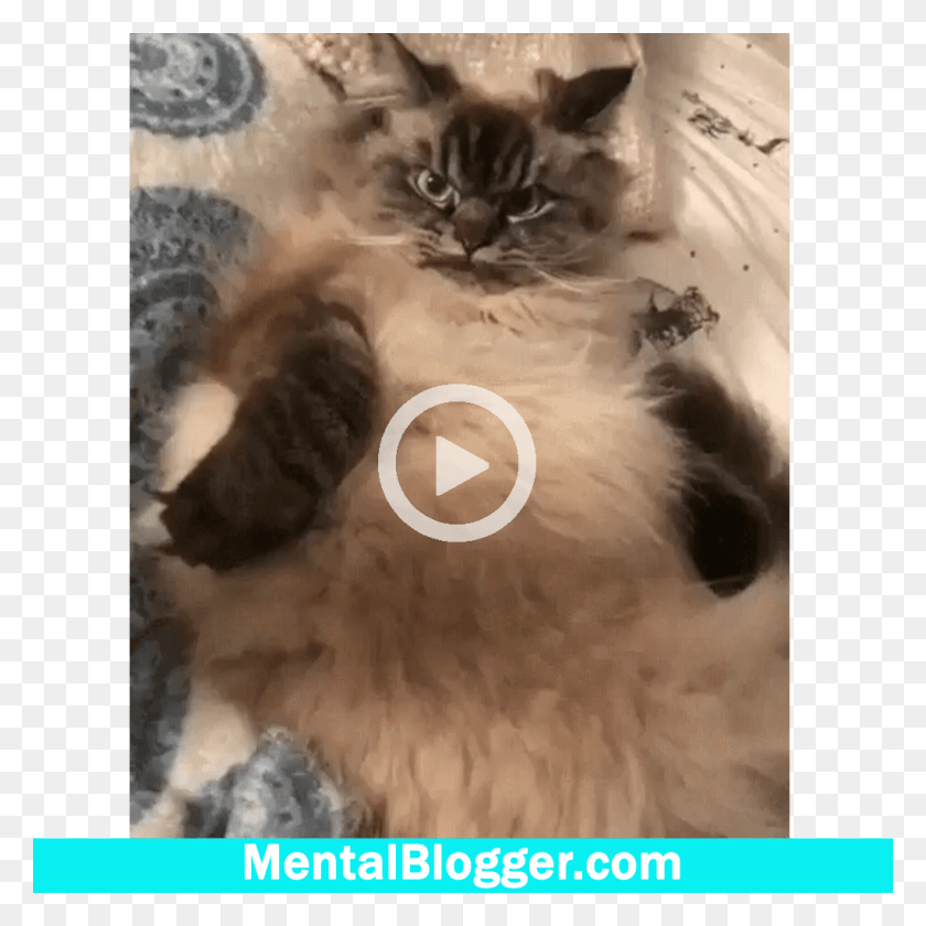 1024x1024 Mental Blogger Ya Slezhu Za Toboj Gif, Cat, Pet, Mammal HD PNG Download