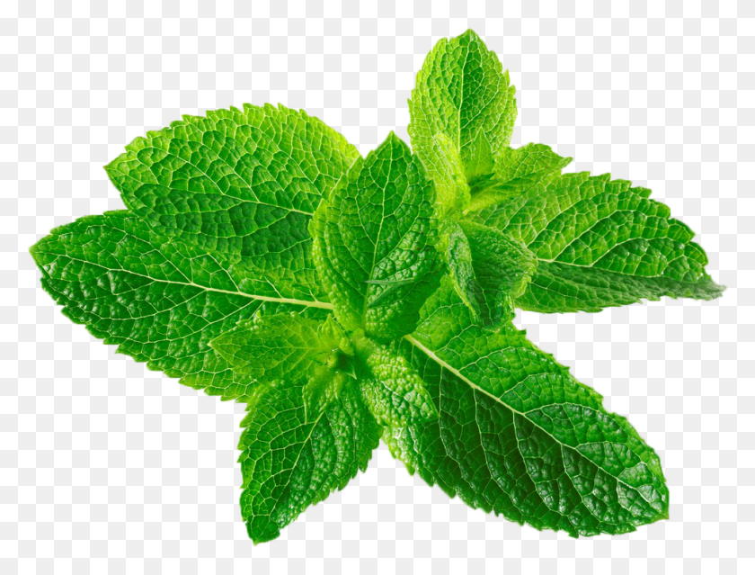 963x715 Mentha Spicata Canadensis Mint Transprent Free, Горшечное Растение, Растение, Ваза Hd Png Скачать