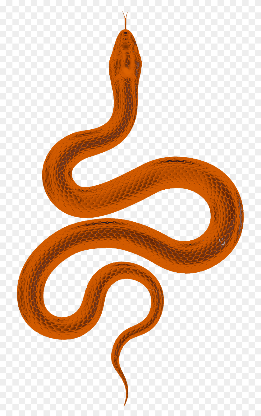 731x1278 Menú Serpiente, Animal, Serpiente, Reptil Hd Png