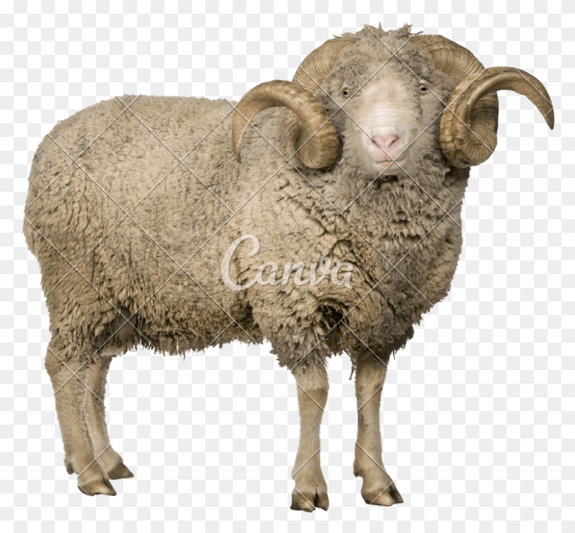 800x737 Merino Sheep Mouton Merinos D Arles, Mammal, Animal HD PNG Download