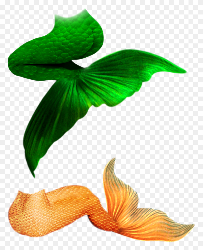 787x985 Mermaid Tail Clipart Transparent Background Tail Mermaid, Plant, Flower, Blossom HD PNG Download