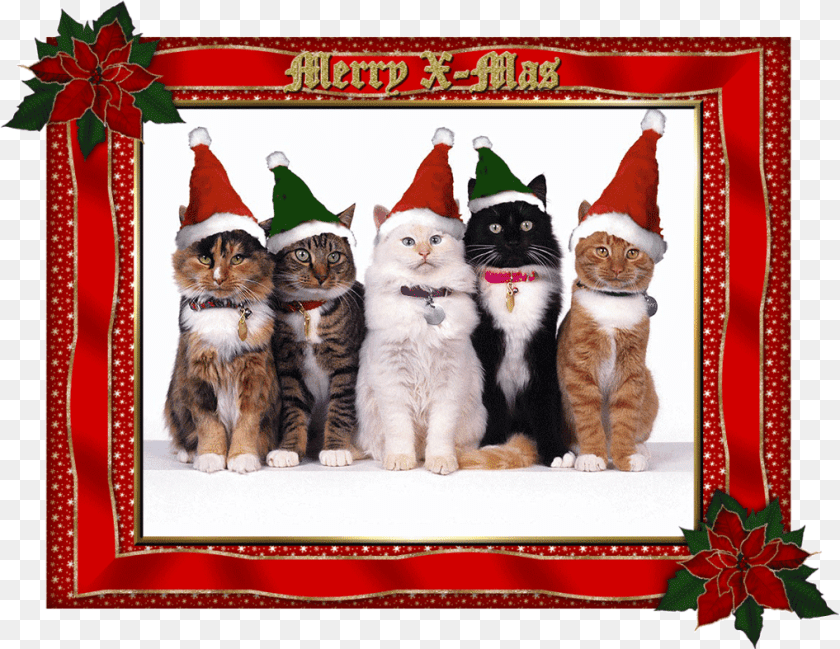 1018x787 Merry Christmas Funny Cat, Mail, Envelope, Greeting Card, Animal Clipart PNG