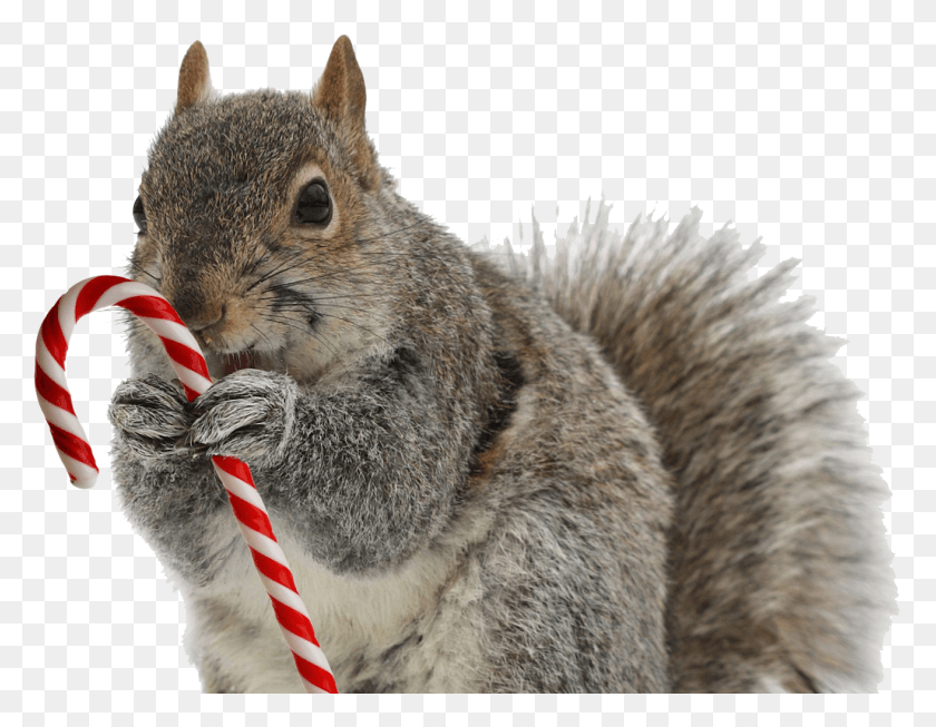 1312x998 Merry Christmas Squirrel, Mammal, Animal, Rodent HD PNG Download