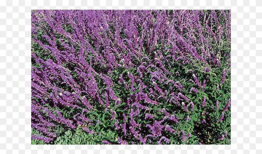 641x434 Mexican Bush Sage Lavandula Lanata, Plant, Purple, Lavender HD PNG Download