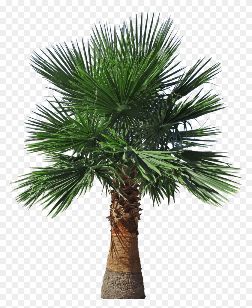 1210x1500 Mexican Fan Palm Tall Pond Pine, Plant, Tree, Palm Tree HD PNG Download