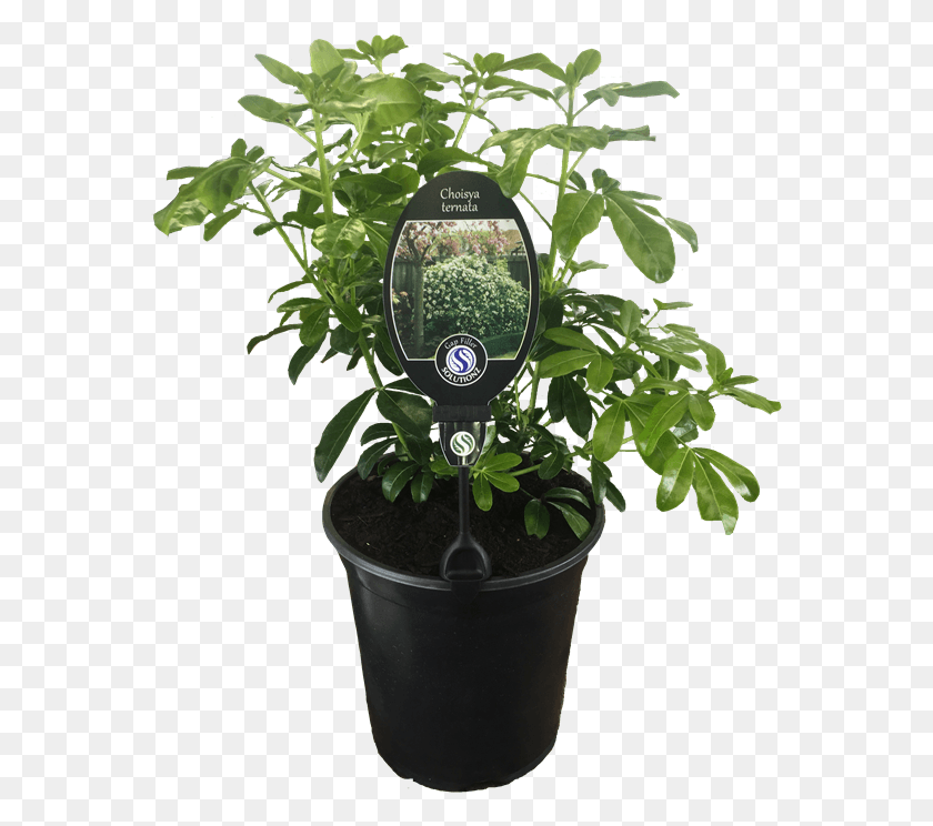 569x684 Mexican Orange Blossom Houseplant, Plant, Potted Plant, Vase HD PNG Download