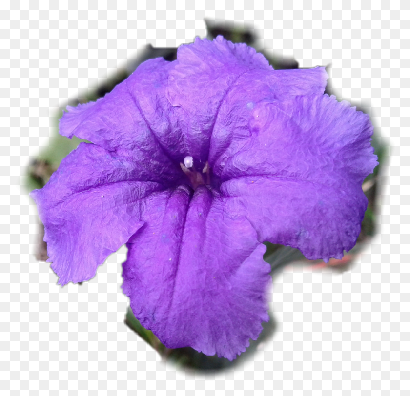 1421x1371 Mexican Petunia, Geranium, Flower, Plant HD PNG Download