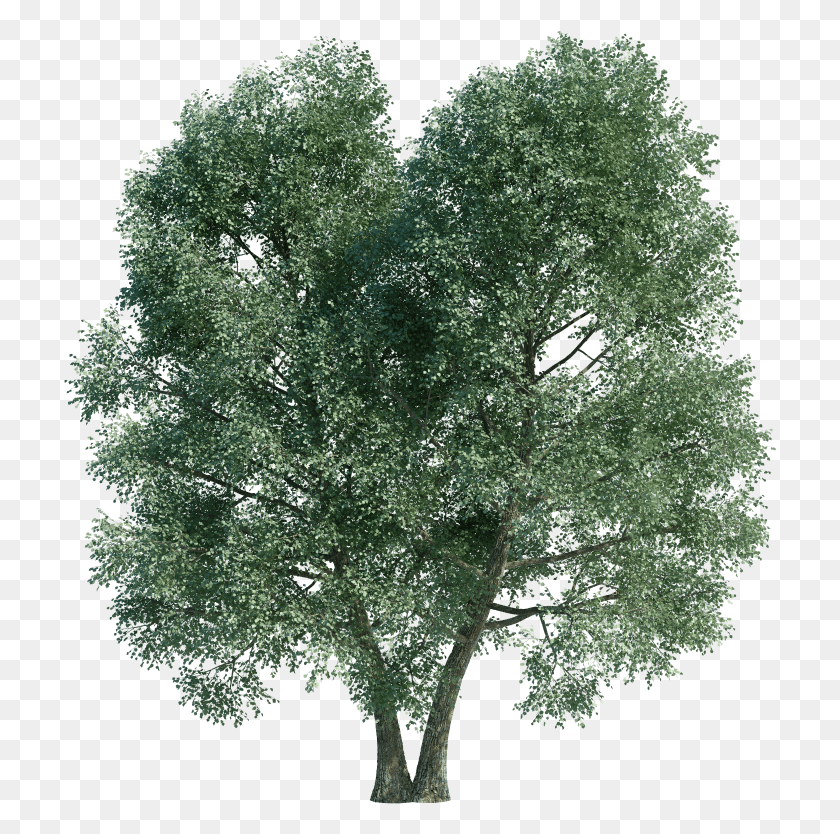 713x774 Mexican Pinyon, Plant, Tree, Maple HD PNG Download