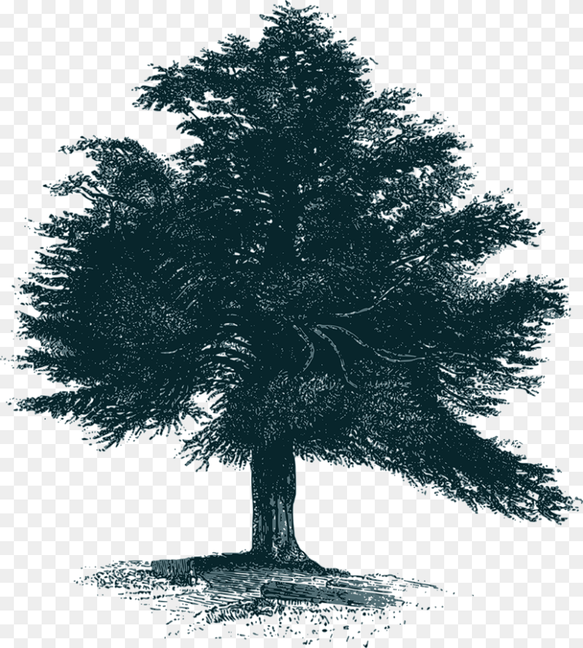 865x962 Mexican Pinyon, Plant, Tree, Silhouette, Art Clipart PNG