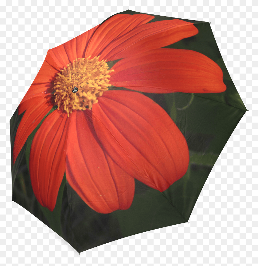 780x808 Mexican Sunflower By Dee Flouton Foldable Umbrella Poinsettia, Plant, Flower, Blossom HD PNG Download