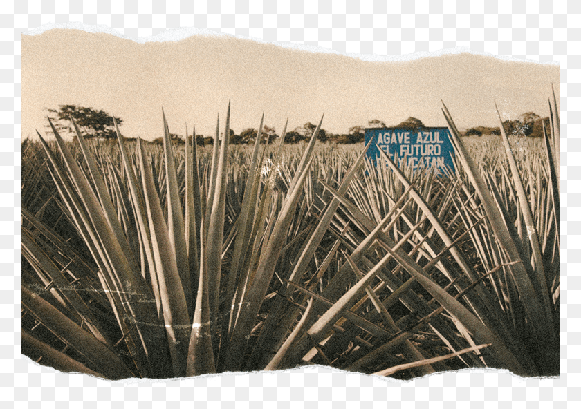 1201x820 Mexico Is A Vast Country Where The Preparation Of A Agave Azul, Plant, Outdoors, Nature HD PNG Download