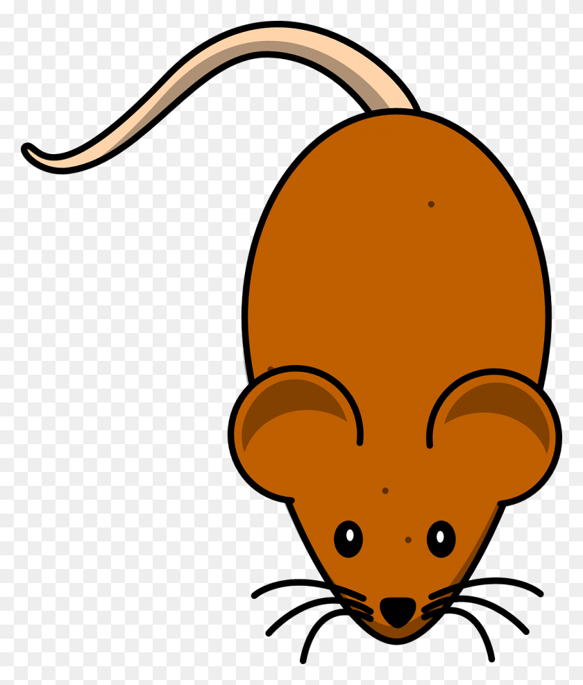 1077x1280 Mice Mouse Brown Rodent Animal Image Cute Mouse Clip Art, Wasp, Bee, Insect HD PNG Download