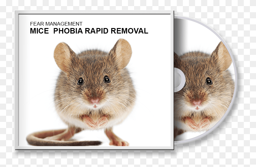 761x488 Мыши Фобия Быстрое Удаление Одомашненных Против Дикой Крысы, Грызунов, Млекопитающих, Животных Hd Png Скачать