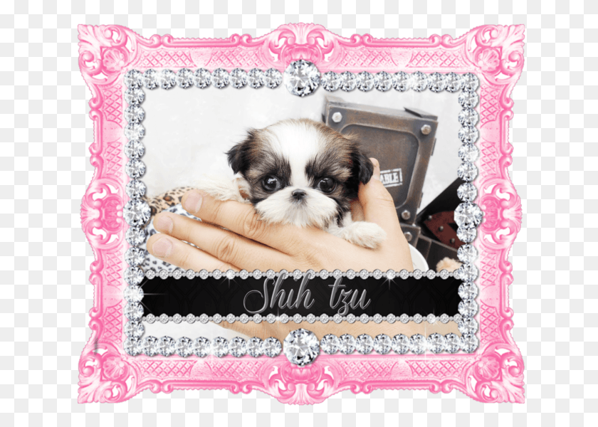 636x540 Micro Teacup Shih Tzu Puppies Chinese Imperial Dog, Pillow, Cushion, Pet HD PNG Download