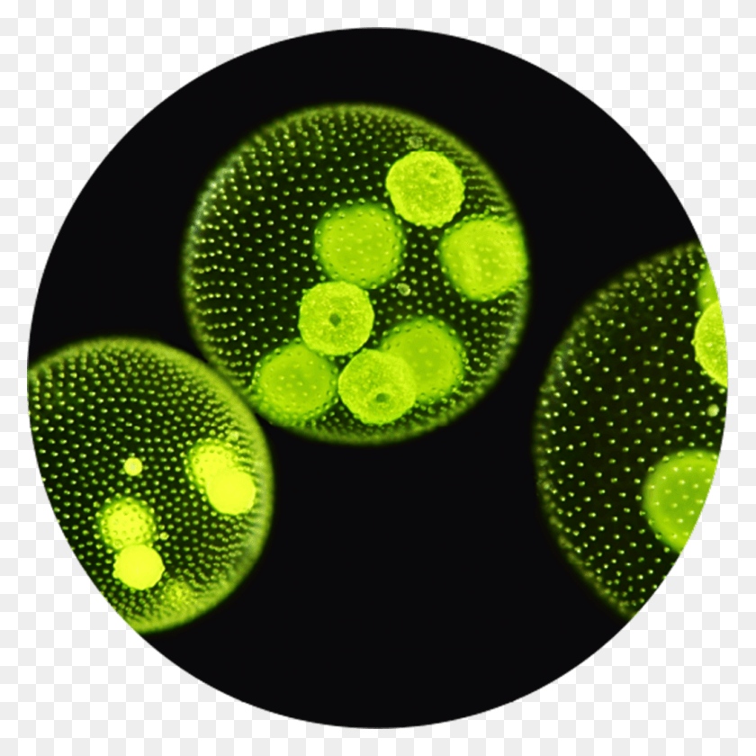 1024x1024 Microalgae Microscope View Image Volvox, Green, Plant, Sphere HD PNG Download