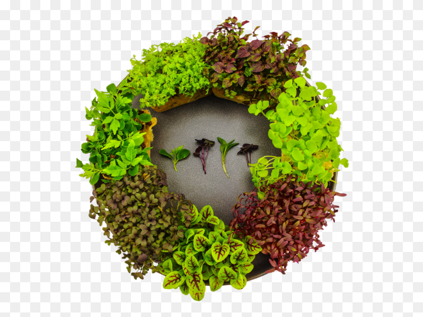 546x569 Microgreens Wreath, Leaf, Plant HD PNG Download