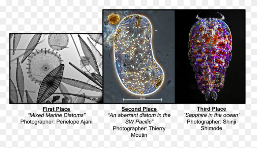 788x428 Microscopic Images Winners 2017 Photo Contest Jewelry Making, Ornament, Gemstone, Accessories HD PNG Download