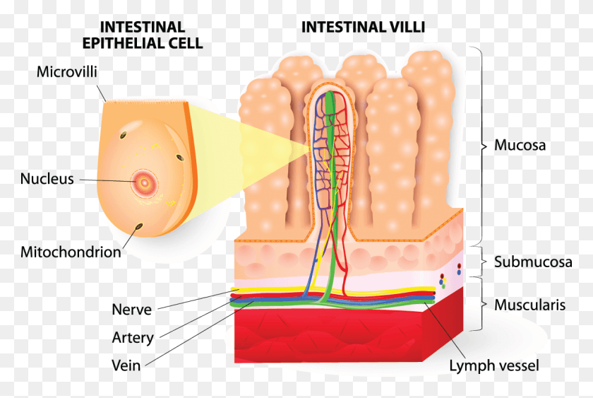 1151x743 Microvilli Detail Of The Small Intestine Diagram Epithelial Cell Small Intestine Structure, Food, Birthday Cake, Cake HD PNG Download