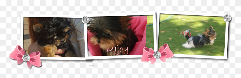 1213x333 Mijoy Yorkies And Mijoy Biewers Yorkshire Terrier, Dog, Pet, Canine HD PNG Download