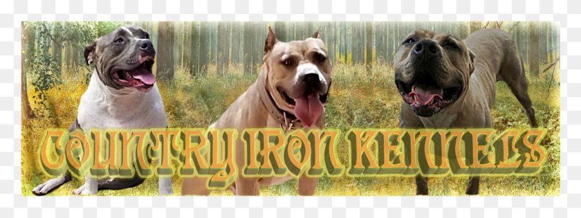 1326x434 Mike, Dog, Pet, Canine HD PNG Download
