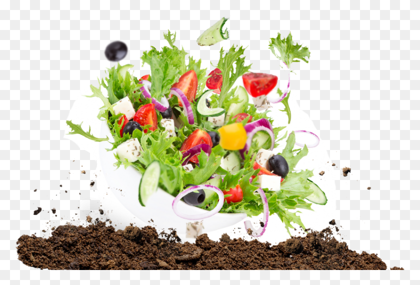828x542 Mike Amp Mike39s Toronto Ontario Organic Food Distributor 500 Recettes Antidiabte, Plant, Meal, Soil HD PNG Download