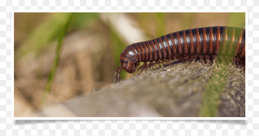 926x453 Millipede Removal Millipedes, Insect, Invertebrate, Animal HD PNG Download