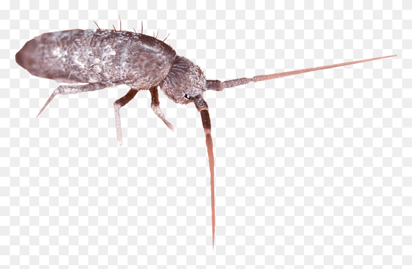 1364x855 Insecto Png / Milpiés Springtail Png