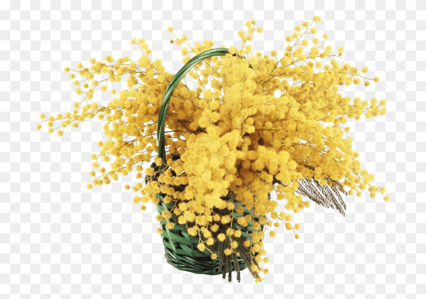 700x530 Mimosa Cornice Mimoza, Plant, Flower, Blossom HD PNG Download