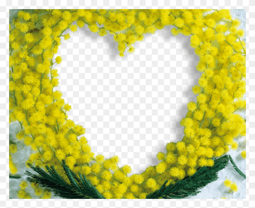 Сердце Мимозы, Растение, Цветок, Цветение Hd Png Скачать