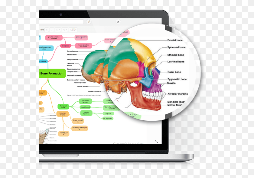 581x530 Mind Mapping Tool Facial Bones Lateral View, Computer, Electronics, Tablet Computer HD PNG Download
