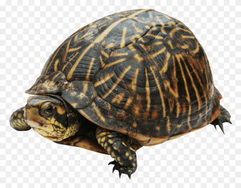 1544x1182 Mine Turtle In Real Life, Reptile, Sea Life, Animal HD PNG Download
